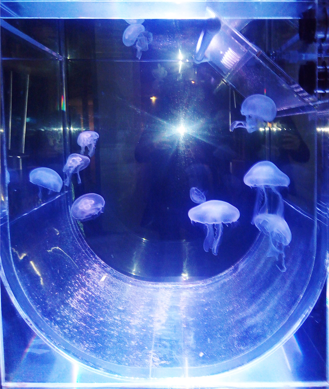 Tue Greenfort, Tamoya Ohboya